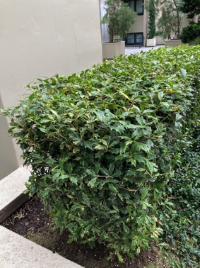 2) What is this hedge?